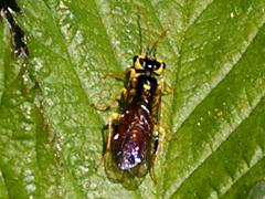 Sawfly